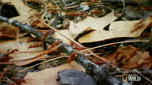 Marching Ants GIF - Marching Ants Long Live The Queen GIFs