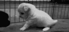 dogs puppy cant walk