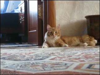 8 GIF - Cat Scared Jump GIFs