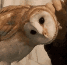дикая сова чешут GIF - Wild Owl Scratching GIFs