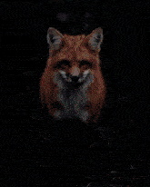 Fox Error GIF - Fox Error GIFs