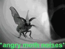 Angry Annoyed GIF - Angry Annoyed Moth GIFs