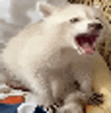 a white dog with its mouth open is sitting on a couch .