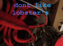 Lobstee Lobster GIF - Lobstee Lobster 864mcs Cat GIFs