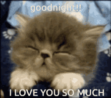 Cat Goodnight Love You Cute GIF - Cat Goodnight Love You Cute Goodnight GIFs