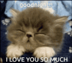 Cat Goodnight Love You Cute GIF - Cat Goodnight Love You Cute Goodnight GIFs