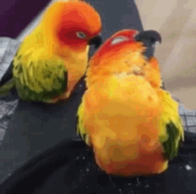 Birds Together GIF - Birds Together Love Birds - Discover & Share GIFs