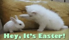 Happy Easter Bunny Cat Bap GIF