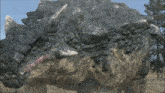Ankylosaurus Dinosaur GIF - Ankylosaurus Dinosaur Threatening GIFs