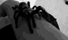 Arachnids Spiders GIF