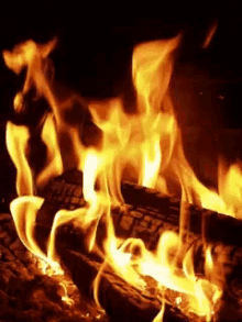 Fuego Fire GIF - Fuego Fire GIFs