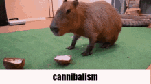 Capybara Coconut GIF - Capybara Coconut Cannibalism GIFs