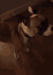 a close up of a dog standing on a wooden floor