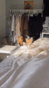 Kitty Cat Kitten Jump Slap GIF - Kitty Cat Kitten Jump Slap GIFs