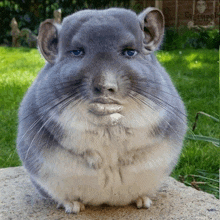 a chinchilla with a human face is sitting on a concrete surface