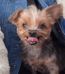 a small dog with its tongue hanging out looks at the camera