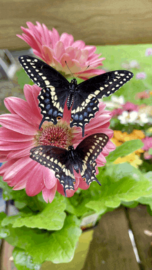 Blackswallowtailbutterflies Gerberdaisies GIF - Blackswallowtailbutterflies Gerberdaisies GIFs