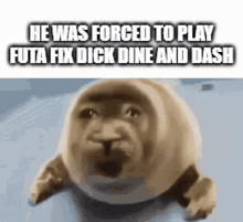 he was forced seal crying seal dine and dash