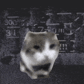 Cat Turn Down For What Silly Cat GIF