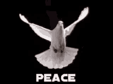 peace dove pigeon fly