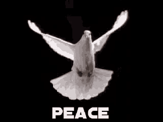 peace-dove.gif