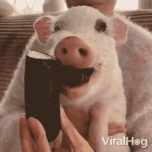 Eating Viralhog GIF - Eating Viralhog Piglet GIFs
