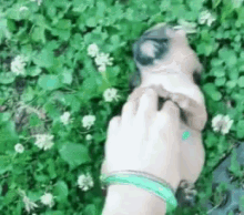 Puppy Tickle GIF - Puppy Tickle Lawn GIFs