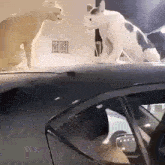 Creepy Cat Slowly Turns Head On Car GIF - Creepy Cat Slowly Turns Head On Car GIFs