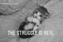 Struggle Cat GIF - Struggle Cat Real GIFs