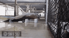 Ronan, The Dancing Sea Lion GIF - Animals Seal Sea Lion GIFs