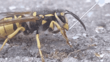 Insect Insects GIF - Insect Insects Wasp GIFs