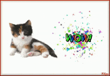 Cat Wow GIF - Cat Wow Cats GIFs