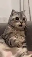shocked-surprised.webp
