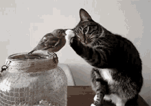 Love Heart GIF - Love Heart Cat GIFs