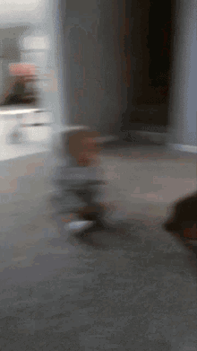 Pets Excited GIF - Pets Excited Cats GIFs
