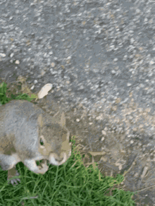 Squirrel Run Away GIF - Squirrel Run Away GIFs