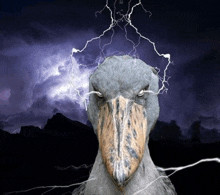 a bird with a lightning bolt coming out of its head