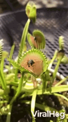 wasp venus flytrap trapped close devour