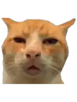 a close up of a cat 's face with a serious look on its face