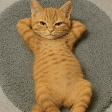 a cat laying on its back with its paws up