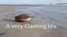 clam claming life clam life