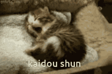 Kaidou Kaidoushun GIF - Kaidou Kaidoushun Cat GIFs