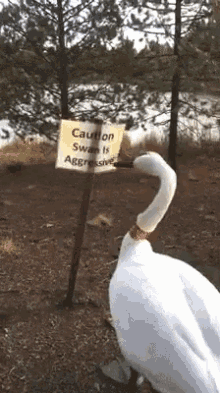 Aggressive Swan Funny Animals GIF - Aggressive Swan Funny Animals Caution GIFs
