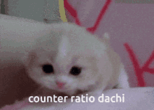dachi counter ratio