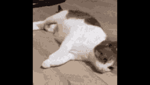 Cat Reverse GIF - Cat Reverse Meme GIFs