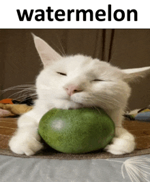a white cat is eating a green watermelon with the word watermelon above it