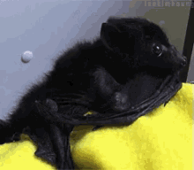 Bat Bat GIF - Bat Cute Adorable GIFs