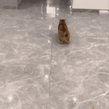 Reversed Vro Vro Cat Vro GIF - Reversed Vro Vro Cat Vro Cat GIFs