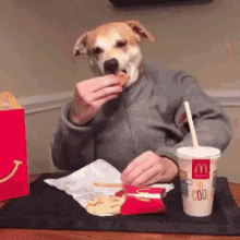 Dog Eating GIF - Dog Eating Studying GIFs