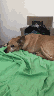 Cute Dog Dog GIF - Cute Dog Dog Ear GIFs